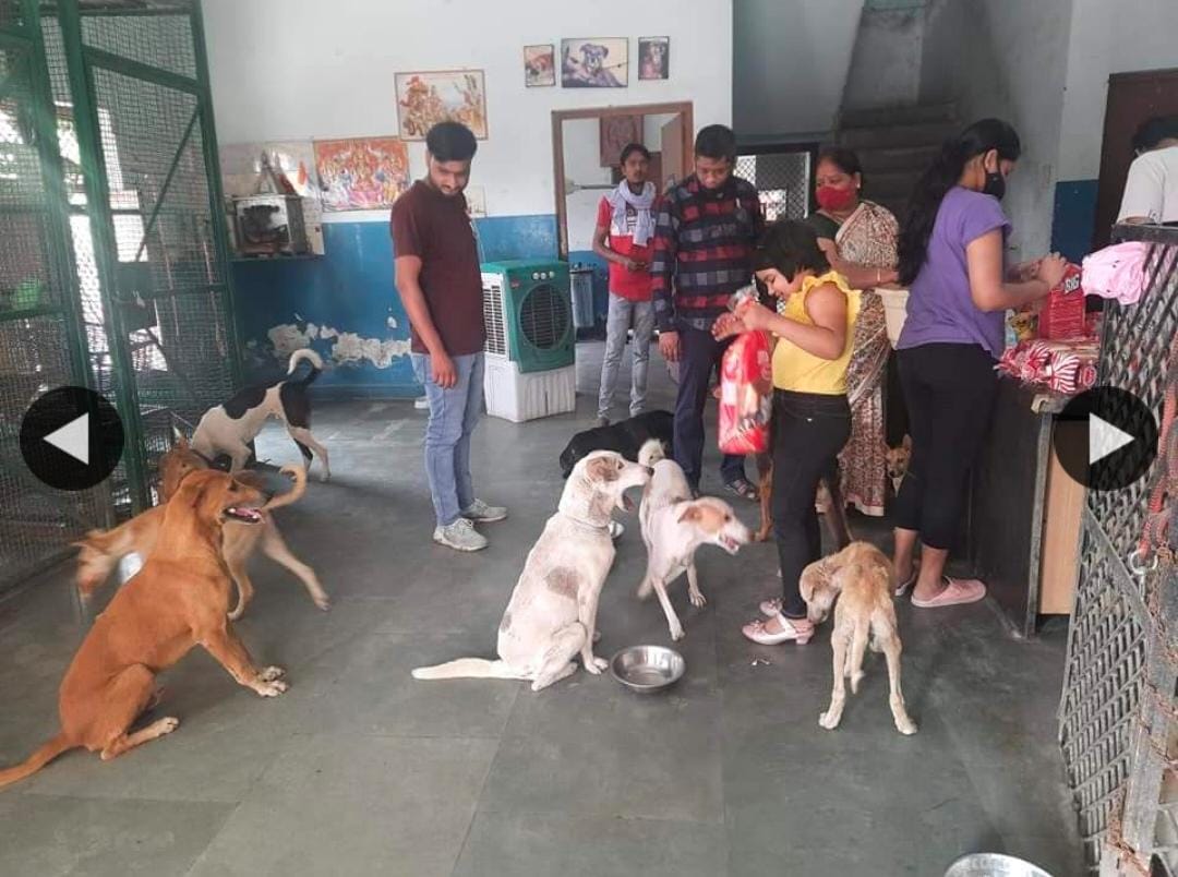Top 5 Animal Welfare Organizations in Ghaziabad - Petofy
