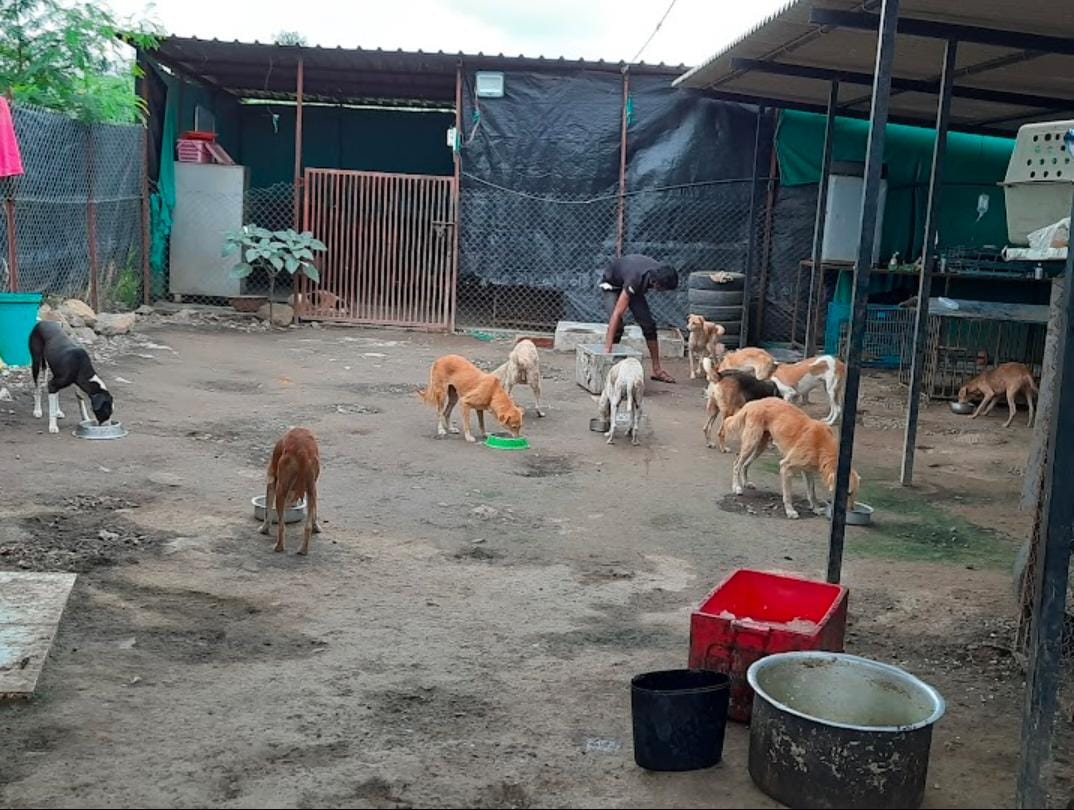 Top 17 Pet Dog Cat NGO in Pune | Animal Protection Organization