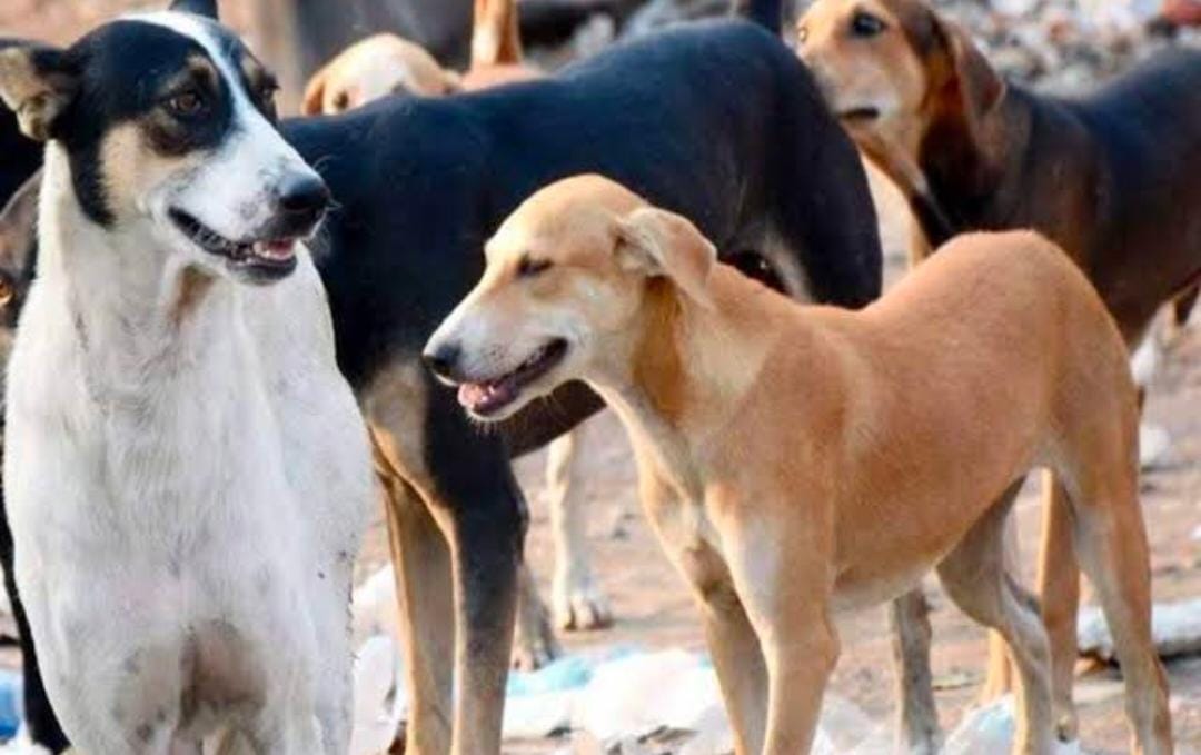 Top 17 Pet Dog Cat NGO in Pune | Animal Protection Organization