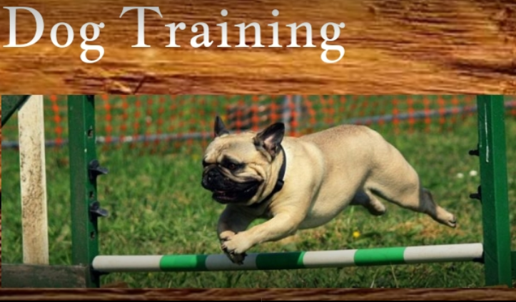pet-training