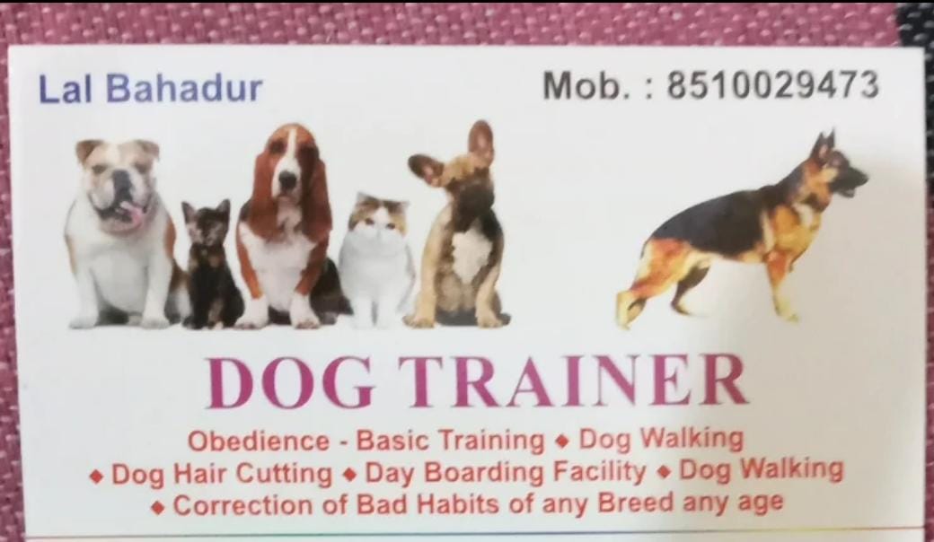 pet-training